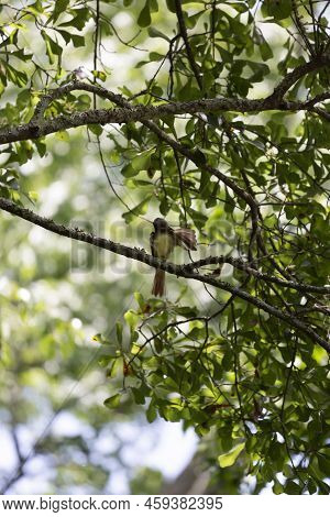 Great-crested Flycatcher (myiarchus Crinitus) Grooming From Its Perch On A Tree Branch