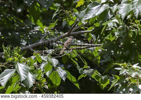 Great-crested Flycatcher (myiarchus Crinitus) Perched On A Tree Branch