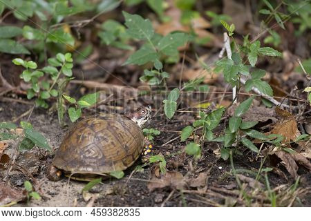 Eastern Box Turtle (terrapene Carolina Carolina) With An Asian Tiger Mosquito (aedes Albopictus) On 