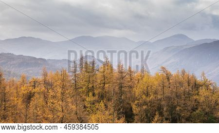 Beautiful Autumn Fall Landscape Image Of Golden Larch Trees Against Misty Mountains In Distance Of L