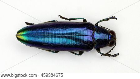 Beetle Isolated On White. Iridescent Green Jewel Beetle Demochroa Detanii From Indonesia Macro. Bupr