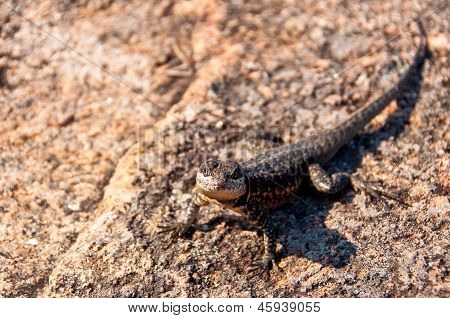 Lagarto