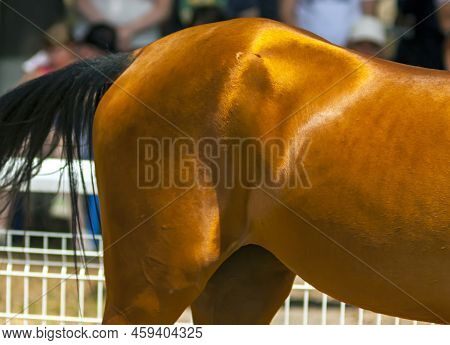 The Croup Of The Akhal-tekin Horse In Close-up