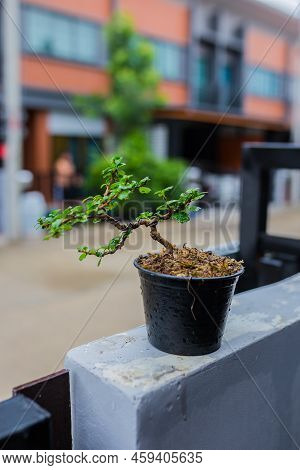 Mini Bonsai Tree In The Flowerpot On Bonsai Stand A Natural Background
