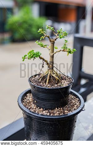 Mini Bonsai Tree In The Flowerpot On Bonsai Stand A Natural Background