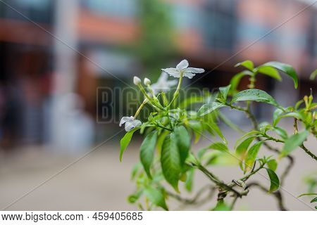 Mini Bonsai Tree In The Flowerpot On Bonsai Stand A Natural Background