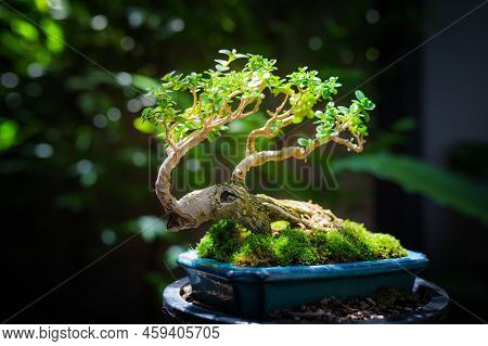 Mini Bonsai Tree In The Flowerpot On Bonsai Stand A Natural Background