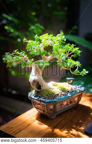 Mini Bonsai Tree In The Flowerpot On Bonsai Stand A Natural Background