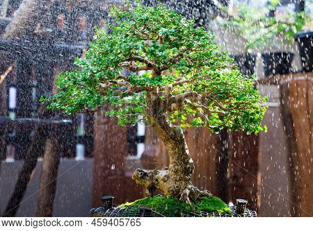 Mini Bonsai Tree In The Flowerpot On Bonsai Stand A Natural Background
