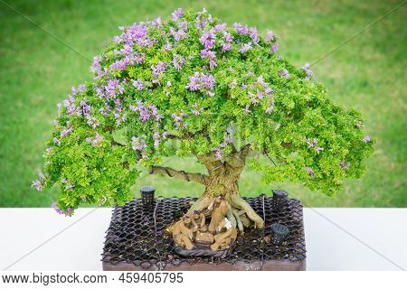 Mini Bonsai Tree In The Flowerpot On Bonsai Stand A Natural Background