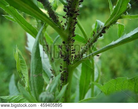 Aphids, Also Known As Plant Lice Are Small Sap Sucking Insects, And Members Of The Superfamily Aphid