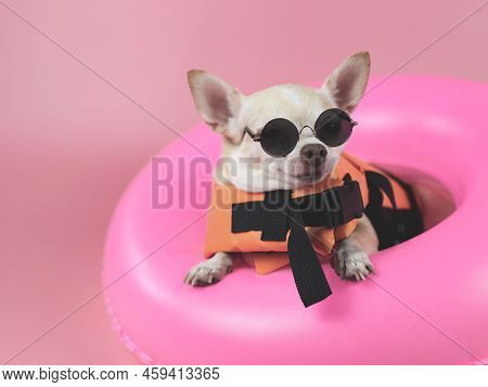 Portrait  Of A Cute Brown Short Hair Chihuahua Dog Wearing Sunglasses And Orange Life Jacket Or Life