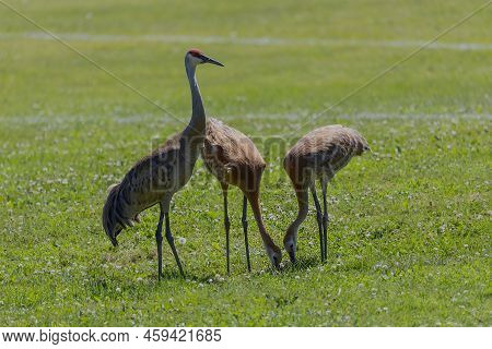 The Sandhill Crane (antigone Canadensis) With Young On The Meadow