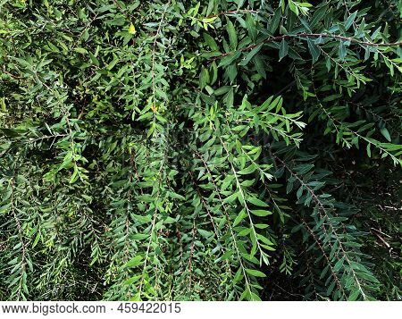 Photo Of Bushes. The Photo Shows Bushes And Leaves.