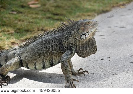 Large Gray Caribbean Iguana Creeping Along A Concrete Walkway.