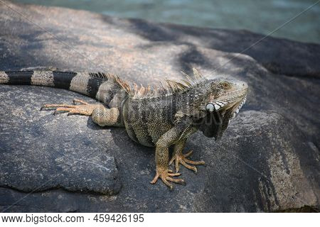 Gray And Orange Iguana With A Striped Tail And Big Claws.