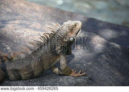 Profile Of A Grey Common Iguana On A Large Rock In Aruba.