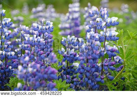 Closeup Of A Group Of Lupinus - Wildflowers Typical Of Iceland That From White To Top And Degrade To