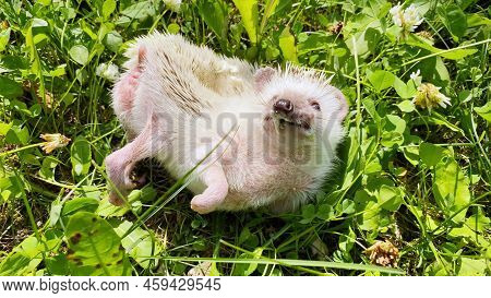Little Hedgehog Washing Itself On Green Grass At Summer Day. Hedgehog Pet Remembers Smells Licking I