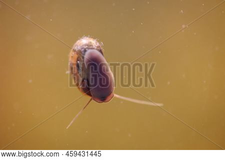 A Post Horn Snail In The Aquarium. Its Shell Is Shaped Like A Post Horn.