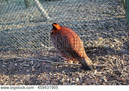 A Portrait Of A Pheasant-like Bird, Exotic Chicken.
