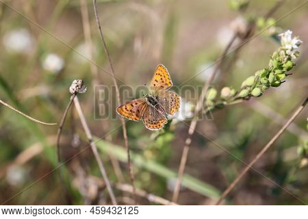 A Butterfly, A Brown Fire Butterfly Sits On A Plant.
