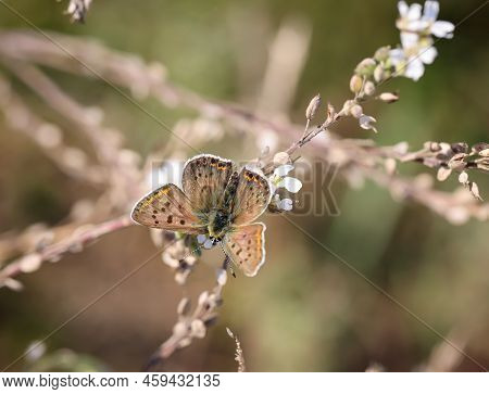 Portrait Of A Fire Butterfly On A Plant. Beautiful Butterflies Of Germany.