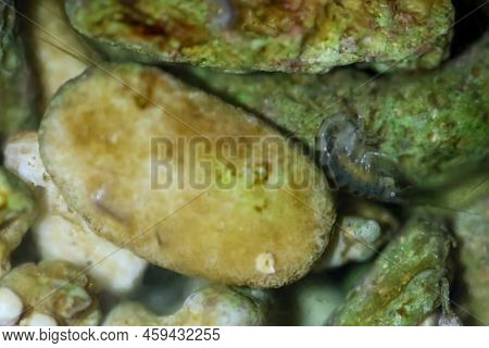 Close Up Of Many River Psyllids In The Bottom Of An Aquarium.