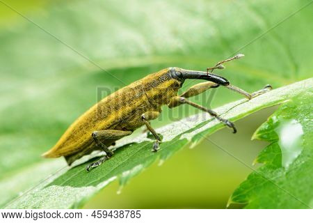 Large Yellow Weevil Lixus Iridis On A Leaf Of A Plant In Belarus