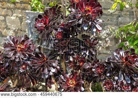 Aeonium Zwartkop Plant