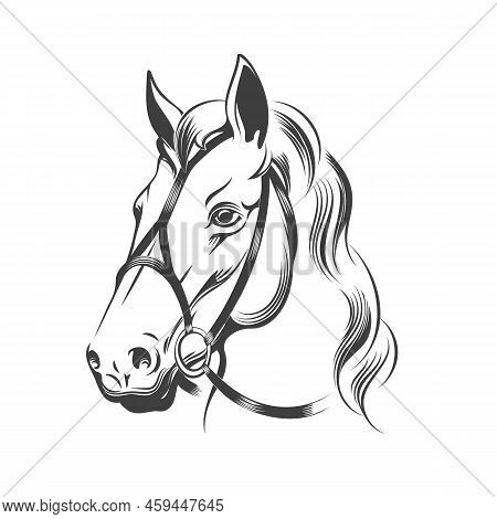 Stallion In Bridle Sketch. Bridled Horse Head Portrait For Horses Sport, Stud Snout Profile Vector G