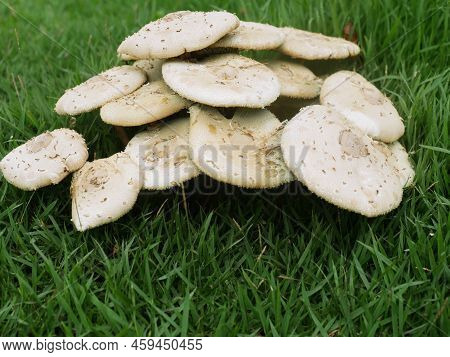 Mushrooms Spawned In The Middle Of A Green Lawn.