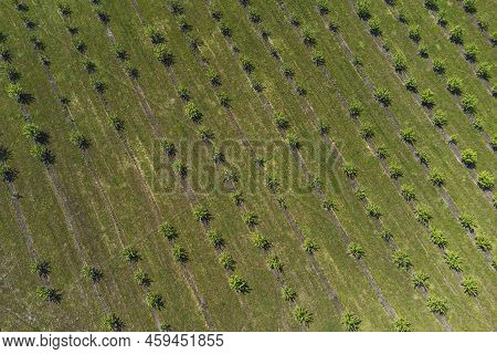 Growing Apples View From A Quadcopter, Orchard Photo From Height, Young Apple Orchard From A Height.