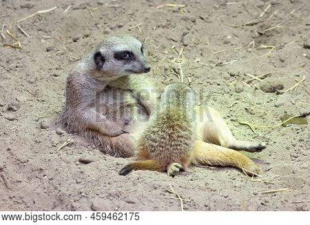 Mother Meerkat, Feeding A Newly Born Meerkat, Selective Focus
