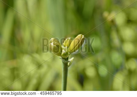 Daylily Elaine Strutt Flower Buds In The Garden