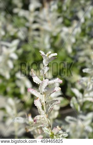 Wintercreeper Harlequin Whit And Green Leaves In The Garden