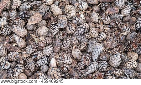 Pine Or Spruce Cones Lie On Old Dried Up Foliage And On Pine Needles. Close-up.