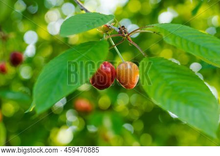 Cherry Tree Branch With Ripe Large Fruits. Cherries Hanging On Cherry Tree Branch With Green Leaves 