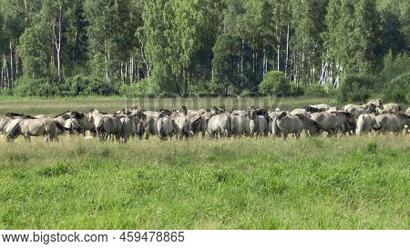 Tarpan Horses In Nature. Wild Horses. Wildlife And Nature Background. Herd Of Wild Horses Tarpan On 