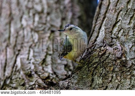White-breasted Nuthatch (sitta Carolinensis) Standing Verticaly On A Tree During Summer. Selective F