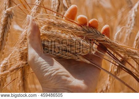 An Agronomist Holds In His Hand Ripe Ears Of Rye In A Field In Orange Warm Light.