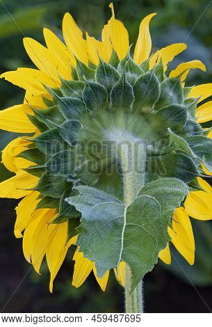 The Backside Of A Sunflower Bloom Shows The Complexity Of Texture This Large Flower Exhibits, Despla