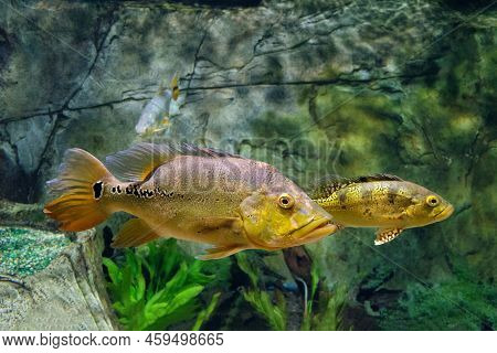 Cichla Ocellaris Or Butterfly Peacock Bass Swims In Water. Giant Species Of Cichlid From South Ameri
