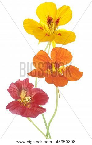 Nasturtium