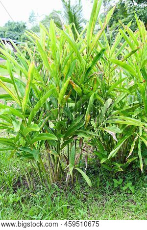 Galangal Plant On Nature Galangal Leaves, Galangal Tree Plantation With Green Leaves On The Summer I