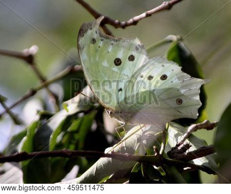 Macro Of A Green And White Brush Footed Butterfly, Ura Kidanemhiret, Lake Tana, Ethiopia