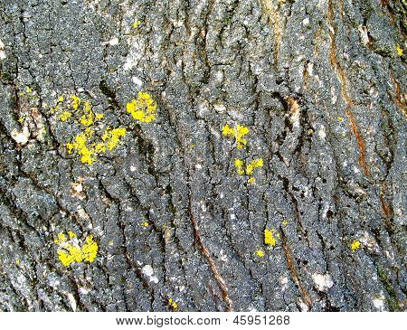 Texture legno
