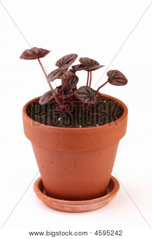 Peperomia Caperata i en lerkrukke