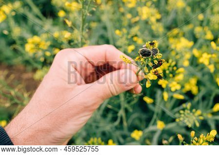 Male Farmer Examining Rapeseed Crops For Tropinota Hirta Beetle Pests, Close Up With Selective Focus