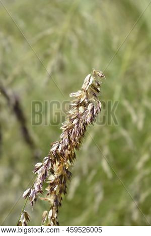 Dark Purple Siberian Melic Seeds In The Spring